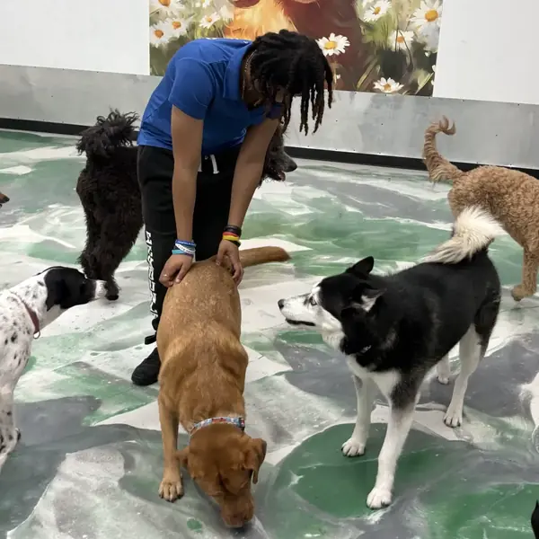 Dog enjoying group play at K9 Rox Club